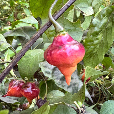 PJ UFO - Seeds - The Pepper Pantry (Formerly Marie Sharp's)